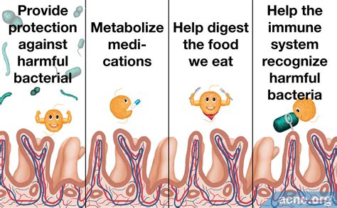 The Role of Good Bacteria in the Gut - Acne.org