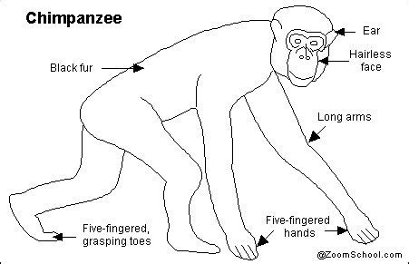 All About Chimpanzees - EnchantedLearning.com | Ciencias naturales, Animales, Ciencia