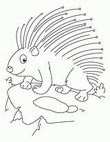 Porcupine Coloring Pages  Home sketch template