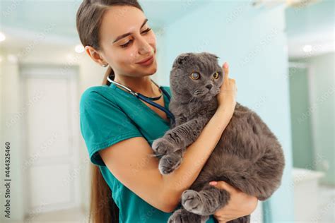 In a modern veterinary clinic, a thoroughbred cat is examined and ...