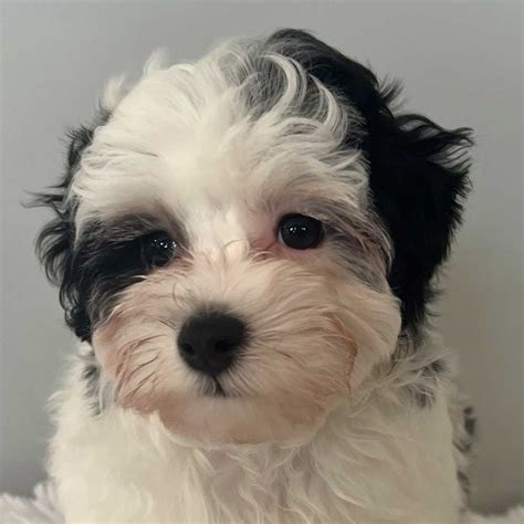 Havapoo Puppy for Sale - Heavenly Puppies