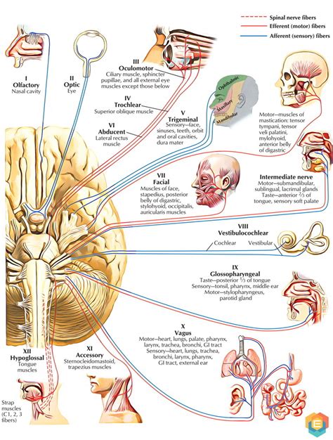 Draw The Cranial Nerves To The Brain Include A Chart With Their Names ...