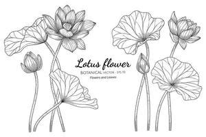 Lotus Vector Art, Icons, and Graphics for Free Download