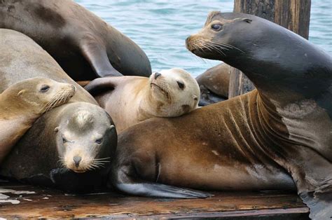 Top 8 Facts About Walruses