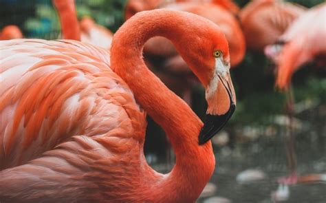 Andean Flamingo: Why is it Endangered?