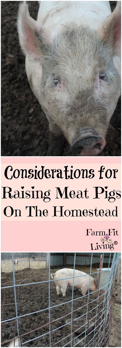 Raising Meat Pigs on the Homestead | Pig farming, Raising farm animals, Homesteading