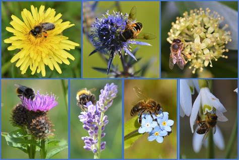 Pollen Identification Gallery for Hobby Beekeepers.