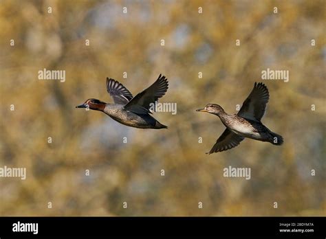 Eurasian teal in flight in its habitat in Denmark Stock Photo - Alamy