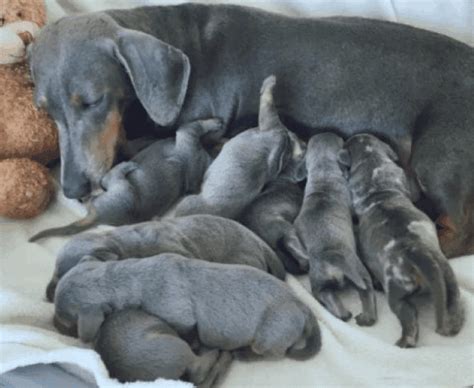 Blue Dachshund: Breed Info, Temperament, Health, and Costs