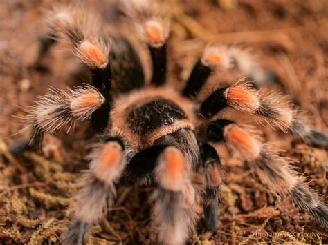 Brachypelma hamorii — The Tarantula Collective