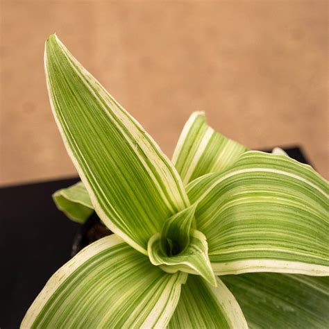 Callisia fragrans 'Variegata' - Gabriella Plants