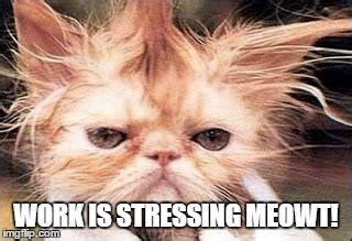 Frazzled At Work Meme