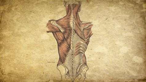 Human Anatomy Wallpapers - Wallpaper Cave