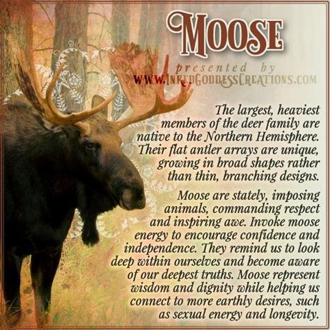 ~ Moose ~ Unlike most other deer species, Moose do not live in herds. They are solitary ...