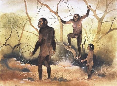 Australopithecus afarensis Our beautiful Wall Art and Photo Gifts ...