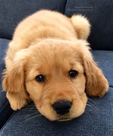 Cooperstown Golden Retriever Dog Puppies For Sale Or Adoption Near Me - [+] CRAZY GAMES