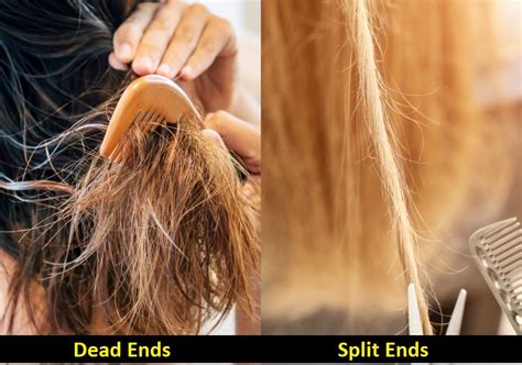 Dead Ends vs. Split Ends: Can You Tell the Difference? – HairstyleCamp