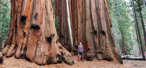 Giant Sequoias of Yosemite - Extranomical