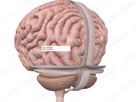 Falx Cerebelli | Complete Anatomy