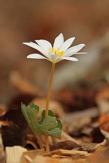 Plants & Fungi, 2nd Place, Rick Dowling | Bloodroot | Outdoor Alabama | Flickr