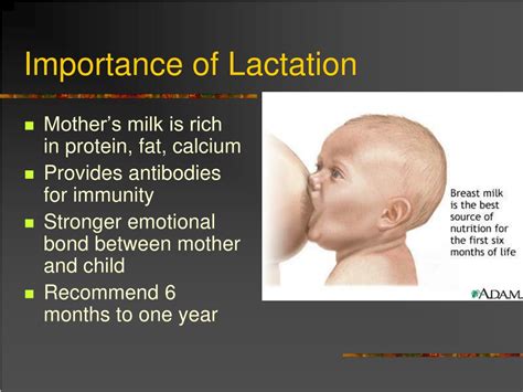 PPT - Structure & Function of the Breasts PowerPoint Presentation - ID:6875439