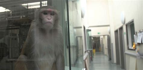 Research using animals: an overview | University of Oxford