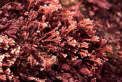 Coralline algae: taxonomy and ecology, Department of Environment and Genetics, La Trobe University