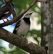 Pictures and information on Black-collared Starling
