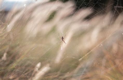 Green Grass in Close Up Photography · Free Stock Photo