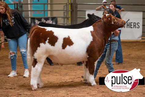 2022 Cattle Crew Shootout | Maine-Anjou Steers | The Pulse