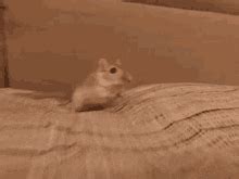 Gerbil On Wheel GIFs | Tenor