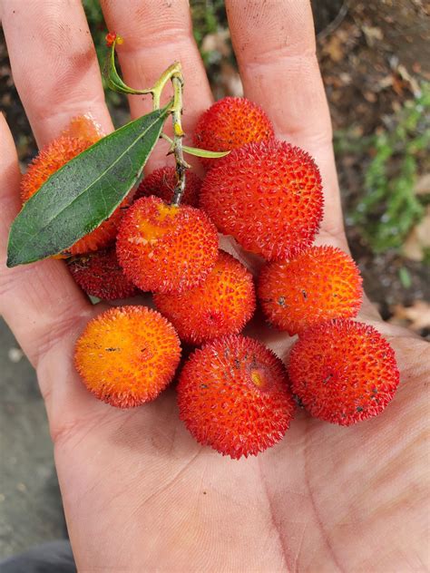 Strawberry tree. (Arbutus unedo) — Raindance seeds