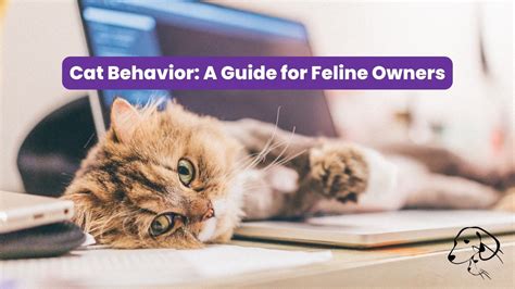 Cat Behavior: A Guide for Feline Owners