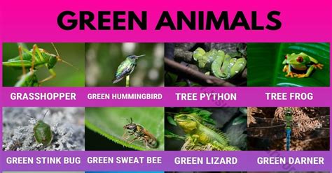 Green Animals: 20 Amazing Green Animals in the World - Visual Dictionary