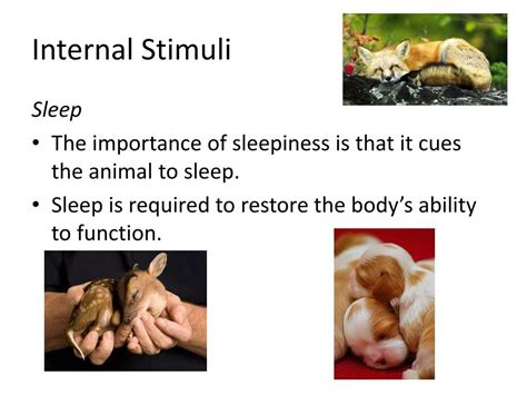 PPT - Internal Stimuli & Learned & Inherited Behaviors PowerPoint Presentation - ID:2739331