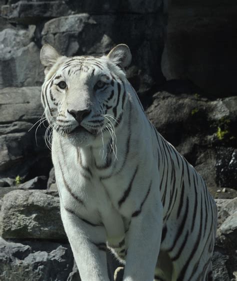 Bengal Tiger - Cougar Mountain Zoo