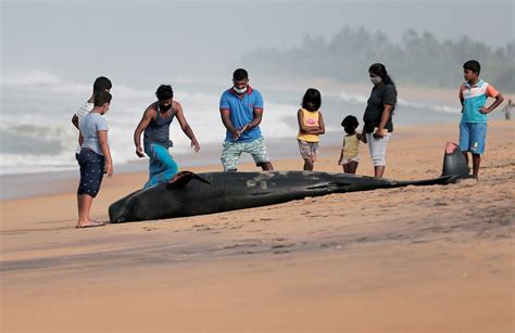 Scientists Baffled at Mysterious Mass Whale Strandings in Northeast ...