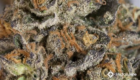 Girl Scout Cookies Marijuana Strain (Review)