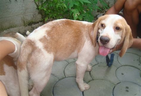 28 Red Marks Quality Aussie Beagle For Stud Services | Multicab For ...