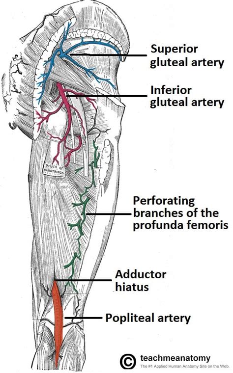 Arteries of the Lower Limb - Thigh - Leg - Foot - TeachMeAnatomy