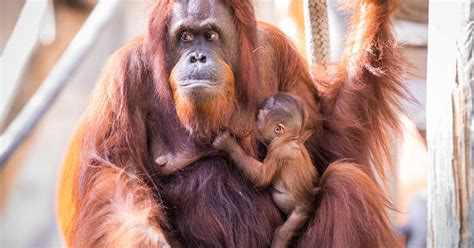 Florida Zoo Welcomes Adorable Rare Orangutan Baby To the Family - CBS New York