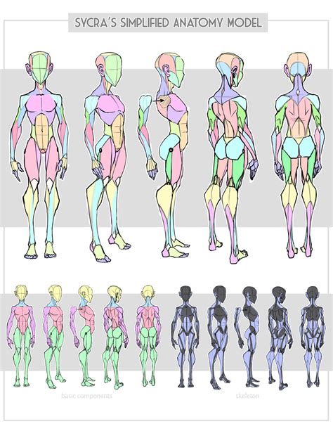 Sycra's Simplified Anatomy Model by Sycra on DeviantArt