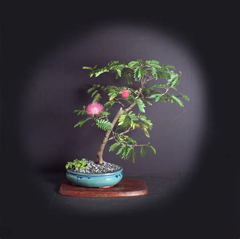 Pink Powder Puff bonsai tree, Blooming Tropics Collection from LiveBonsaiTree