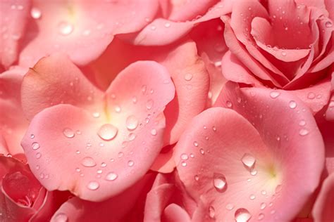 Water Droplets On Pink Rose Petals Background, High Resolution, Flower ...