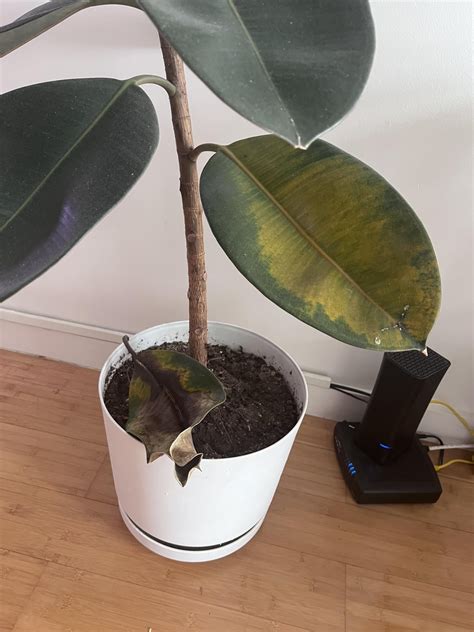 Rubber tree leaves yellowing and falling off. What can be done? : r/gardening