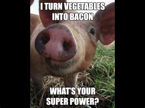 Bacon! | Funny pigs, Pig memes, Farm humor