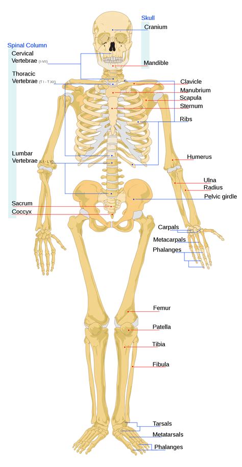 Human skeleton - Wikipedia