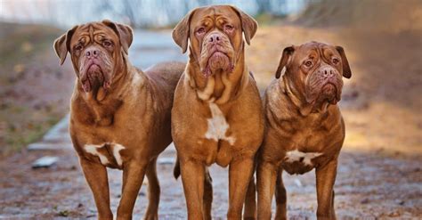 Discover the Largest Mastiff Ever - A-Z Animals