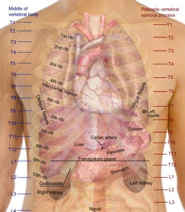 Picture Of Organs That Sit Upder Left Rib Cage / Picture Of What Is Under Your Rib Cage : 8 ...