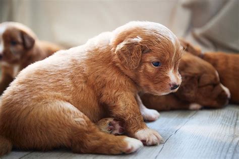 Buying a Toller Puppy | Nova Scotia Duck Tolling Retriever Club of ...